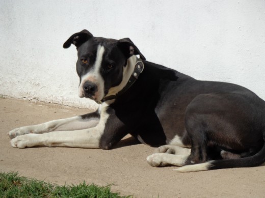 Se llama Rocky y es bien travieso y jugueton